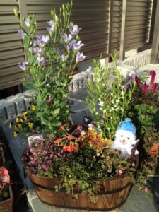 寄せ植え 朱里バージョン2012 寄せ植え 朱里バージョン