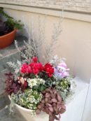 寄せ植え（Xmasバージョン）